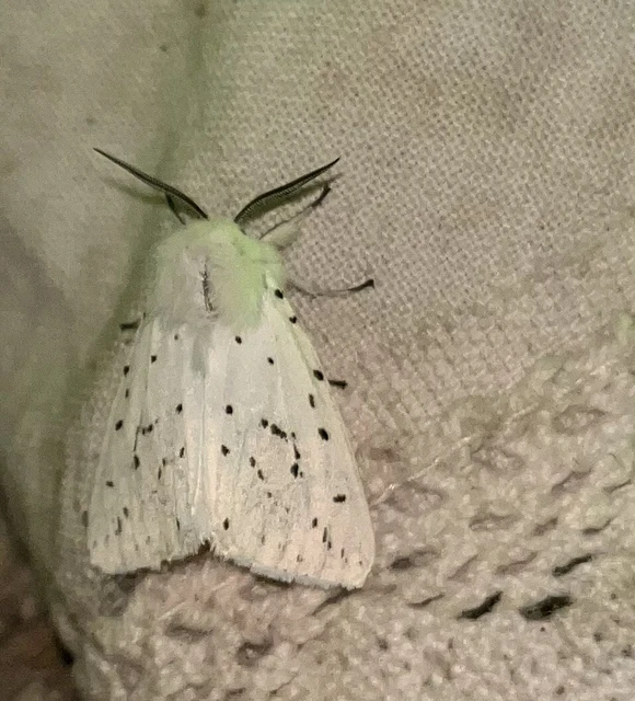 Spilosoma lubricipedum - tejszínű medvelepke