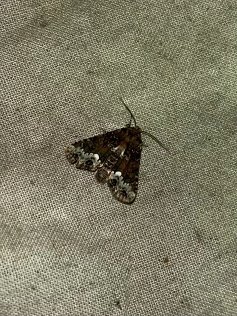 Oligia strigilis - kormos dudvabagoly