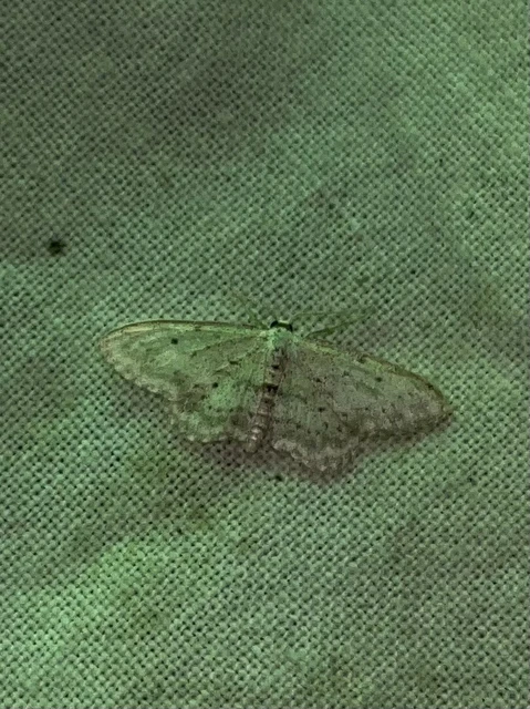 Idaea seriata - szürke apróaraszoló