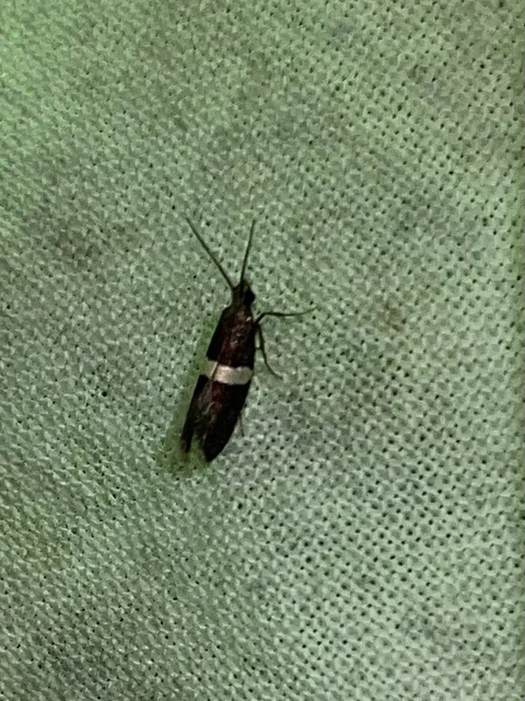 Eidophasia messingiella - kakukktormamoly