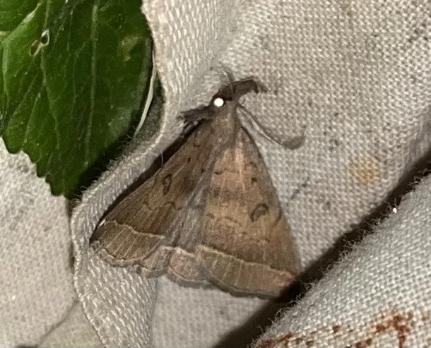 Pechipogo plumigeralis - tollascsápú karcsúbagoly