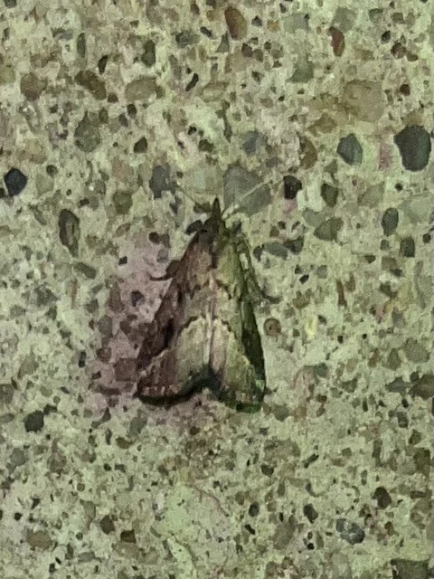 Schrankia costaestrigalis - keskenyszárnyú karcsúbagoly