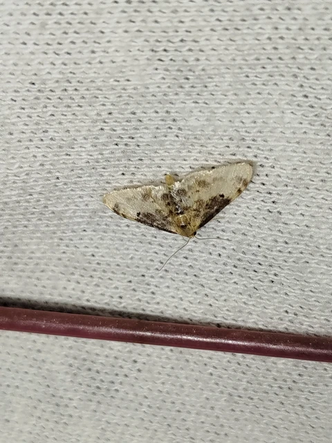 Idaea filicata - sötéttövű apróaraszoló