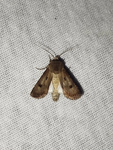 Agrotis exclamationis - felkiáltójeles földibagoly Agrotis exclamationis - felkiáltójeles földibagoly
