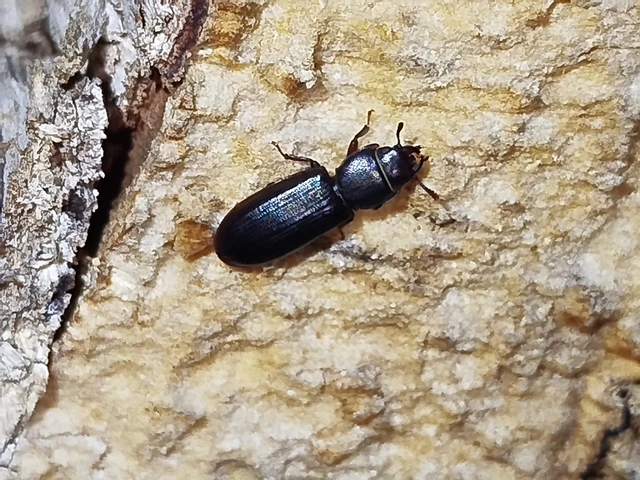 Tenebroides