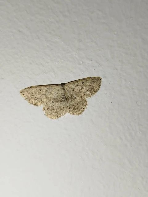 Scopula marginepunctata - pettyes sávosaraszoló