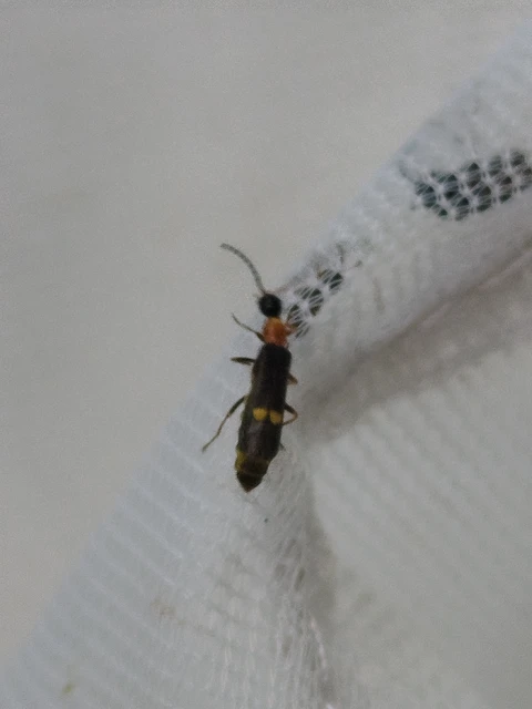 Malthinus