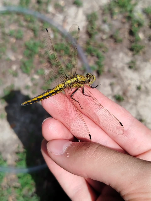 Orthetrum cancellatum - feketefarkú pásztorszitakötő