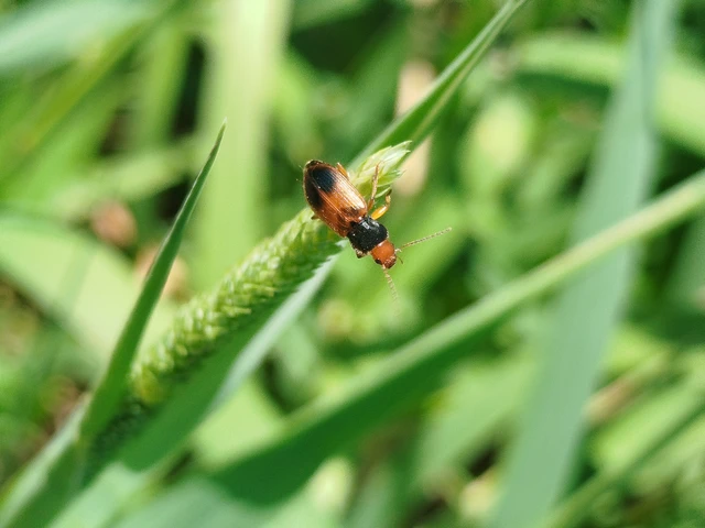 Diachromus germanus - német tarkafutó