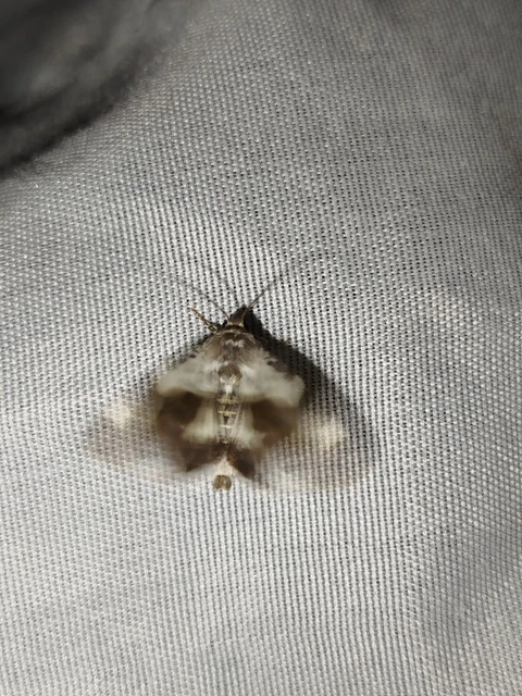 Acontia lucida - fehér nappalibagoly
