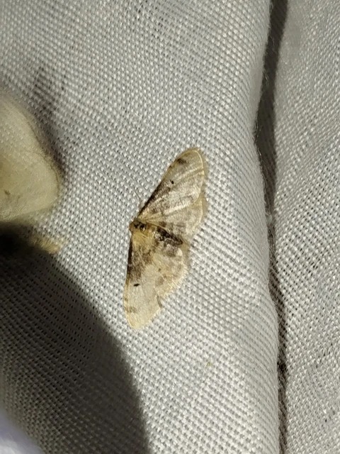 Idaea filicata - sötéttövű apróaraszoló