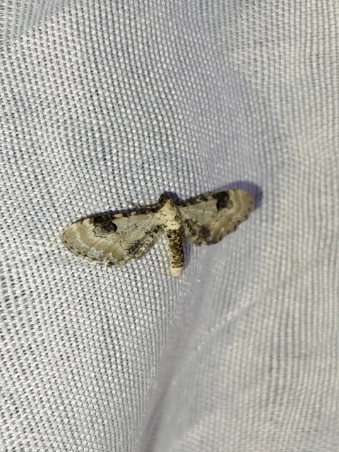 Eupithecia centaureata - búzavirág-törpearaszoló