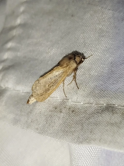 Phragmataecia castaneae - nádfúrólepke