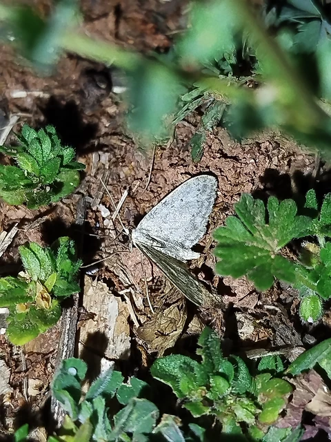 Idaea seriata - szürke apróaraszoló