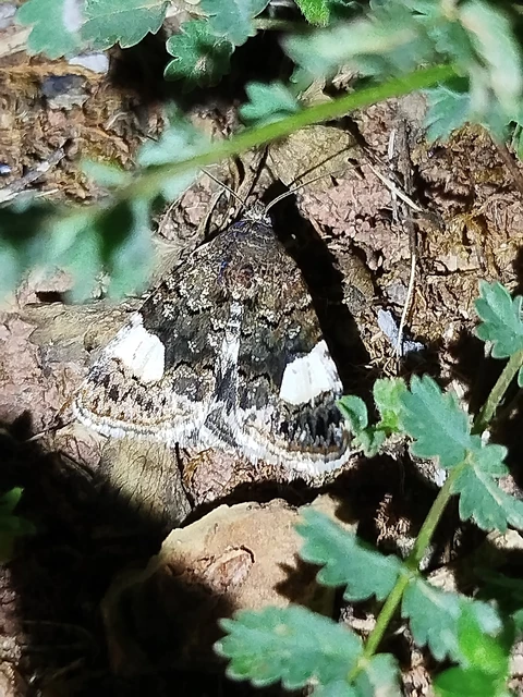 Tyta luctuosa - fekete nappalibagoly