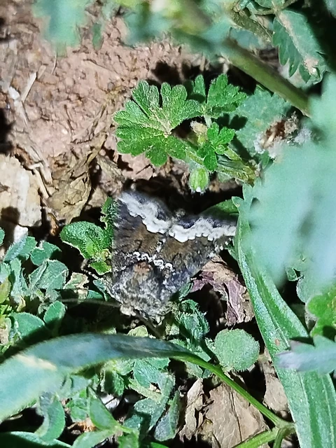 Oligia strigilis - kormos dudvabagoly