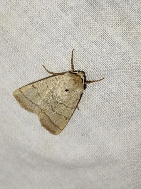 Charanyca trigrammica - háromsávos lombbagoly