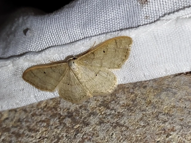 Idaea straminata - szalmasárga sávosaraszoló