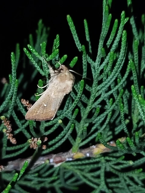 Mythimna albipuncta - fehérpettyes rétibagoly