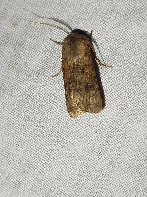 Agrotis segetum - vetési földibagoly