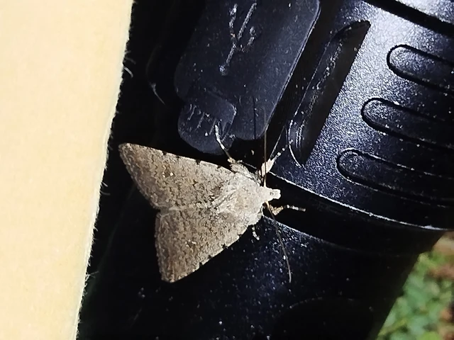 Paradrina clavipalpis - közönséges selymesbagoly