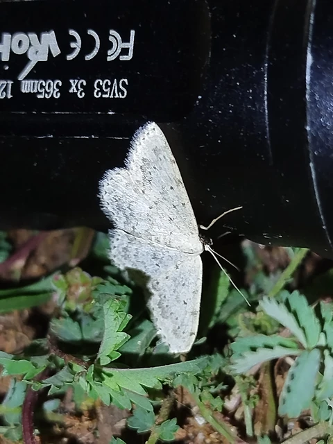 Scopula marginepunctata - pettyes sávosaraszoló