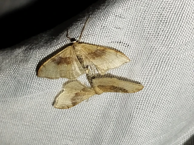 Idaea degeneraria - barnasávos araszoló