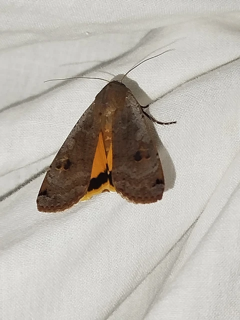 Noctua pronuba - nagy sárgafűbagoly