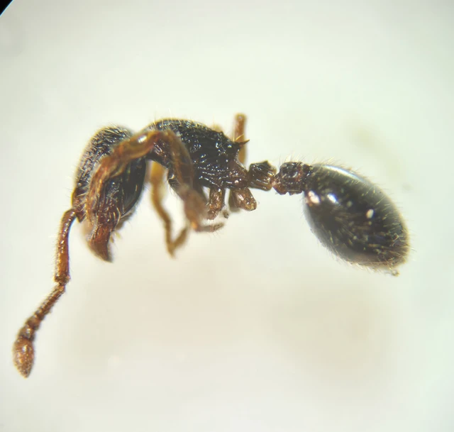 Myrmecina graminicola - ráncoshangya