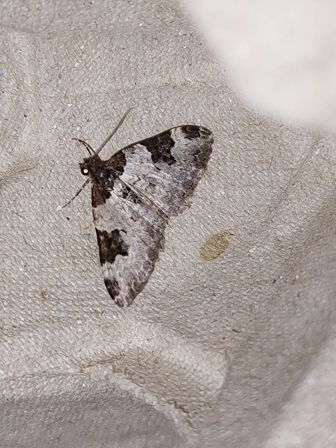 Xanthorhoe fluctuata - közönséges tarkaaraszoló