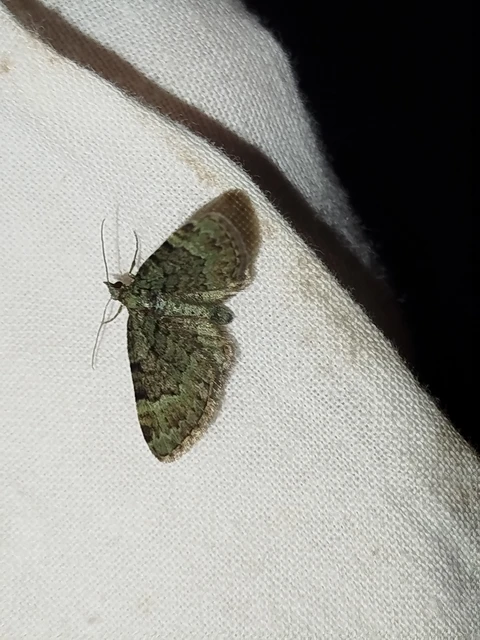 Pasiphila rectangulata - almavirág-araszoló