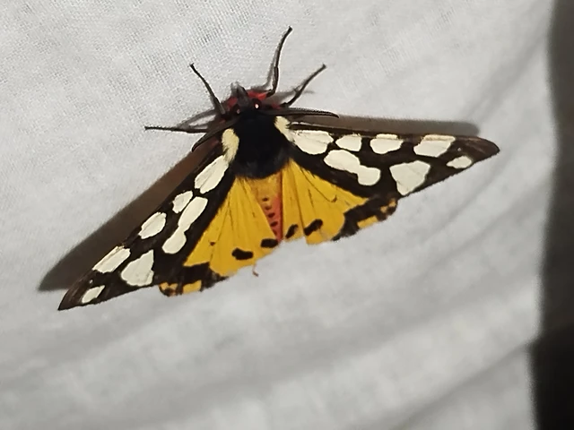 Arctia villica - fekete medvelepke