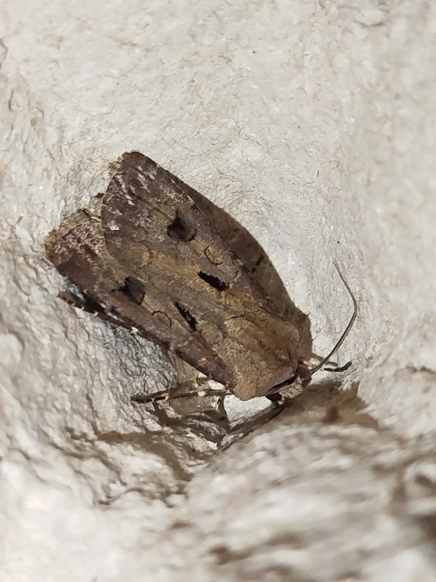Agrotis exclamationis - felkiáltójeles földibagoly