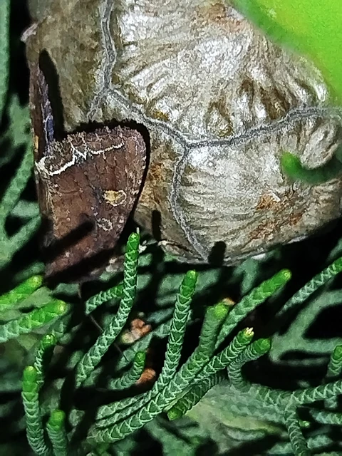 Lacanobia oleracea - saláta-kertibagoly