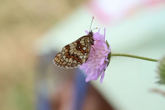 Melitaea athalia - közönséges tarkalepke