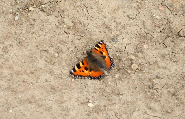 Nymphalis urticae - kis rókalepke Nymphalis urticae - kis rókalepke