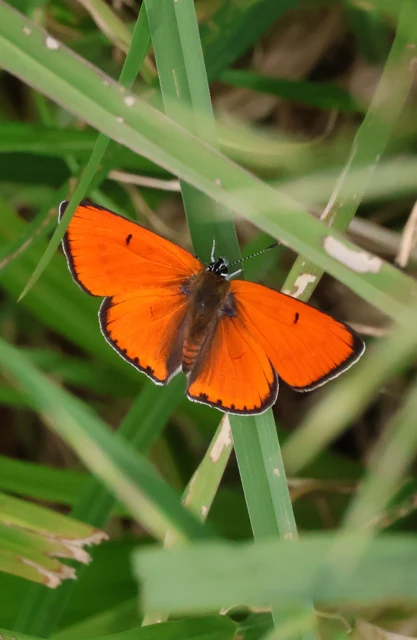 Lycaena dispar rutilus - nagy tűzlepke