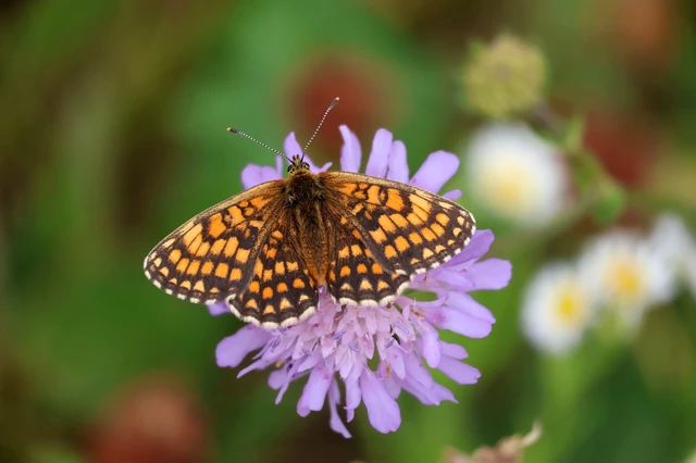 Melitaea athalia - közönséges tarkalepke