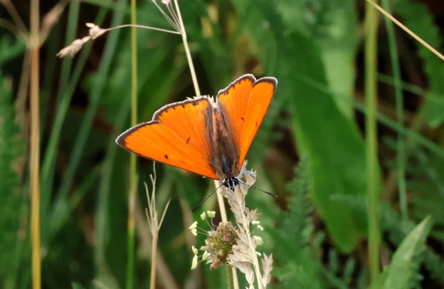 Lycaena dispar rutilus - nagy tűzlepke