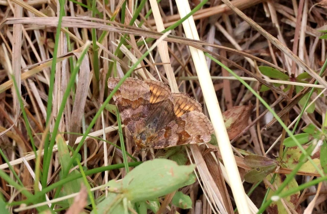 Euclidia glyphica - közönséges nappalibagoly