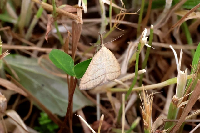 Polypogon tentacularia - sötétaljú karcsúbagoly