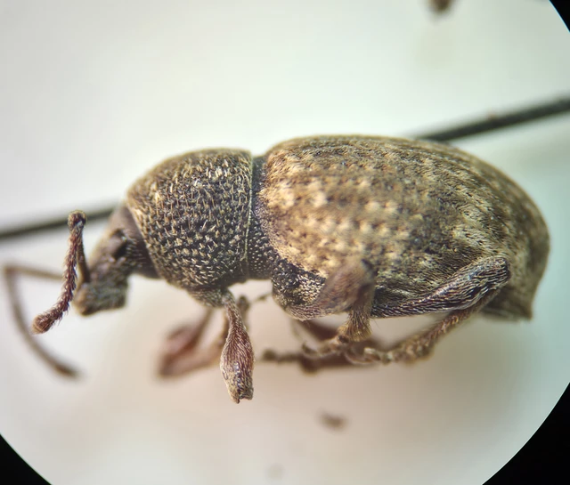 Otiorhynchus raucus - molyhos gyalogormányos