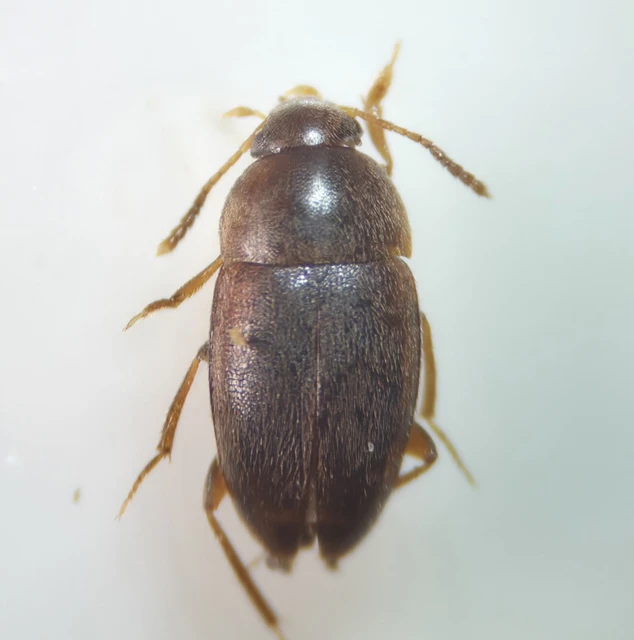 Leiodidae - pecebogárfélék Leiodidae - pecebogárfélék