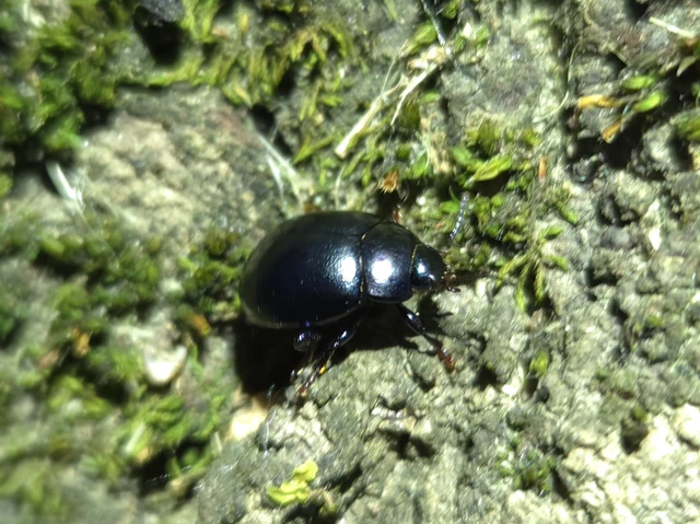 Chrysolina sturmi - vöröslábú levelész