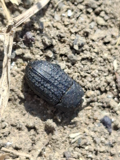 Opatrum sabulosum - sároshátú gyászbogár Opatrum sabulosum - sároshátú gyászbogár