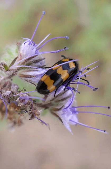 Mylabris variabilis - szalagos hólyaghúzó Mylabris variabilis - szalagos hólyaghúzó