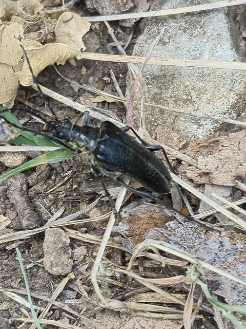 Stenocorus quercus - tölgy-gyökércincér