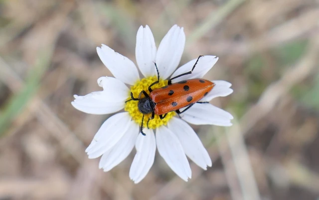 Mylabris crocata - pettyes hólyaghúzó Mylabris crocata - pettyes hólyaghúzó