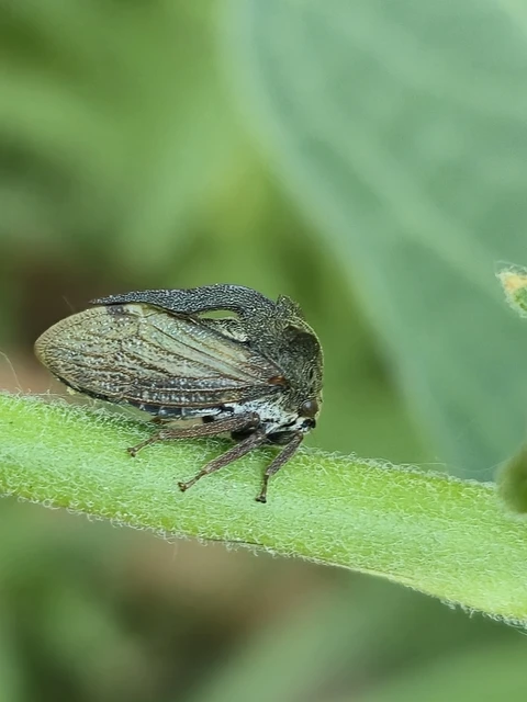 Centrotus cornutus - szarvaskabóca