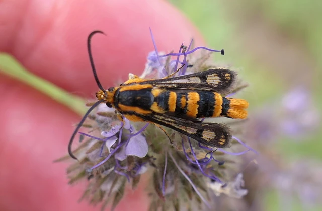 Chamaesphecia masariformis - ökörfarkkóró-szitkár
